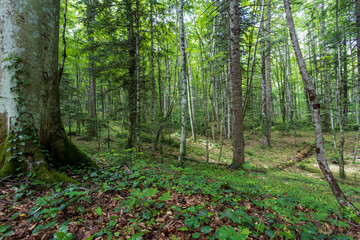 Forest in the summer morning.