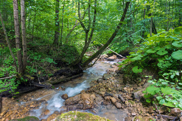 A transparent stream flowing between the rocks in a green forest.