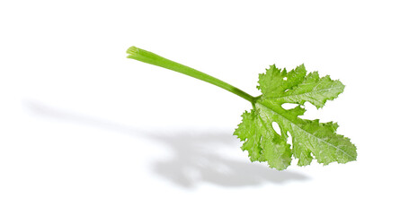 Watermelon leaf isolated on white background