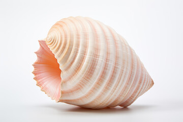 Obraz premium A seashell isolated on clear white background