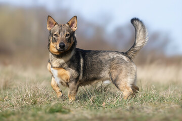 portrait of a dog