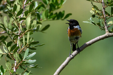 Male European Stonechat (Saxicola rubicola) perching
