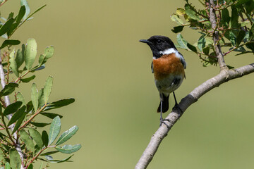 Male European Stonechat (Saxicola rubicola) perching