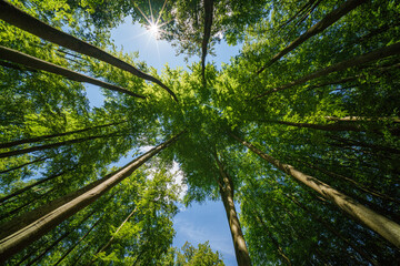 Fototapeta premium The forest canopy lets sunlight filter through, making a peaceful environment in the lush woodland
