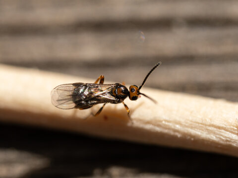 Brackwespe, vielleicht Habrobracon hebetor, Parasitoid verschiedener Lebensmittelsch&auml;dlinge wie z.B. Mehlmotte, D&ouml;rrobstmotte