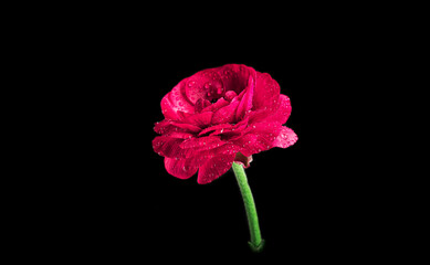 beautiful red flower on a black background