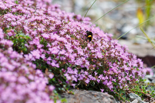 The bumblebee collects nectar from thyme flowers. Creeping thyme (thymus serpyllum) is a beautiful perennial plant for the rock garden. Medicinal and aromatic plants for the garden.
