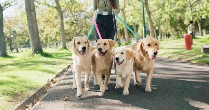 Park, woman and dog walker with leash on path for pet care, training and exercise in United Kingdom. Daycare, nature and golden retriever with adventure on road for outdoor fun, summer and travel