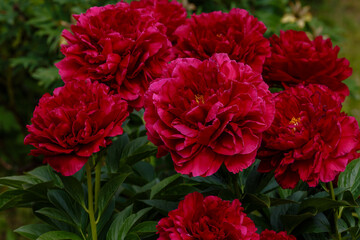 Paeonia Old Faithful in spring garden. Growing peonies in the garden