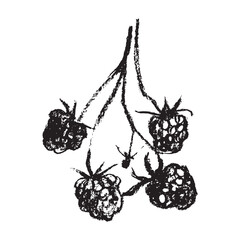 Raspberry symbol, raspberries illustration. Vector monochrome drawing of raspberries or blackberries drawn. Red berry icon for confectionery packaging. Blackberry sketch. Mulberry sign.