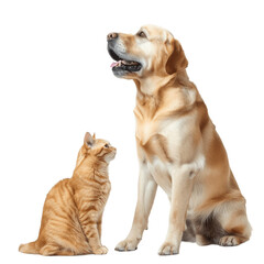 Obraz premium Labrador retriever dog panting and ginger cat sitting Isolated on transparent background PNG