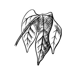 A sheet of cotton. A black and white vector graphic illustration made by hand. A plant leaf depicting the beauty of nature is ideal for botanical themes and art projects. Isolate on a white background