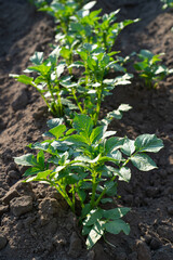 vegetable beds with potato plantings, green bushes, future harvest