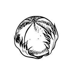 The cotton is organic. Unripe, unopened cotton. Black and white, graphic, vector illustration in the form of a cotton box, emphasizing botanical features. Isolate, hand-drawn on a white background.