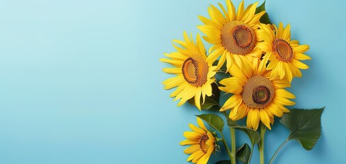 Yellow background sunflower white daisy floral wallpaper spring summer card love backdrop