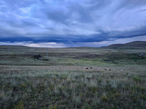Andean meadow with the presence of approaching storm clouds and alpacas. - Powered by Adobe