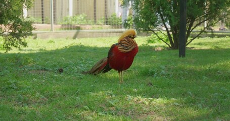Fototapeta premium Sitting in the grass, a bright pheasant cleans its feathers. A male pheasant with bright plumage grooms himself in a zoo enclosure. Golden pheasant in the zoo.