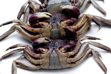 Preserved crabs for ingredient thai food