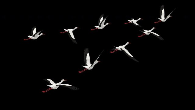 Wedge Flock of 9 White Stork Birds - Flying Loop - Back Angle CU - Alpha Channel - 4K - Realistic naturalistic Ultra HD 3D animation isolated on transparent background 
