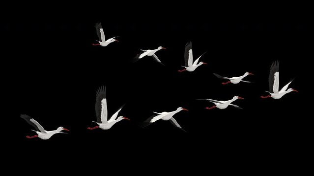 Wedge Flock of 9 White Stork Birds - Flying Loop - Side Angle CU - Alpha Channel - 4K - Realistic naturalistic Ultra HD 3D animation isolated on transparent background 
