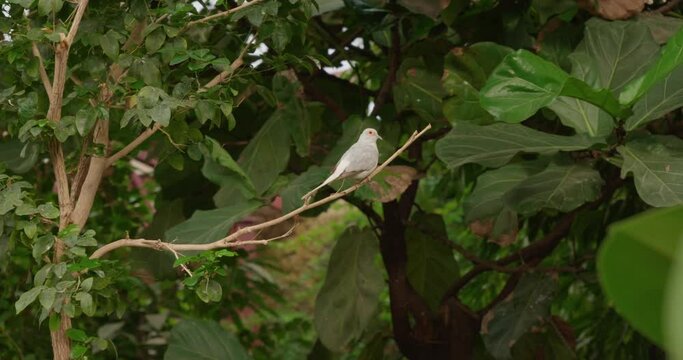 A beautiful gray dove sits on a tree branch in the foliage. A small cute field pigeon on a tree branch looks around. A gray field pigeon is hiding in the green foliage of a tree.