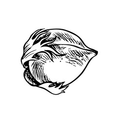 The cotton is organic. Unripe, unopened cotton. Black and white, graphic, vector illustration in the form of a cotton box, emphasizing botanical features. Isolate, hand-drawn on a white background.