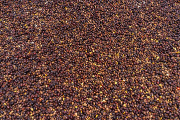 already fermented coffee drying in the sun