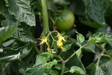 Fototapeta premium Tomato cultivation in a vegetable garden. Tomatoes can be harvested about 50 days after they flower.