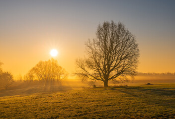 Single tree against the sun during sunrise golden hour with glow and fog