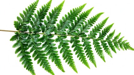   Close-up image of a green plant with multiple leaves surrounding its stem from top to bottom