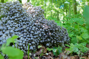 Gesäter Tintling (COPRINELLUS DISSEMINATUS)