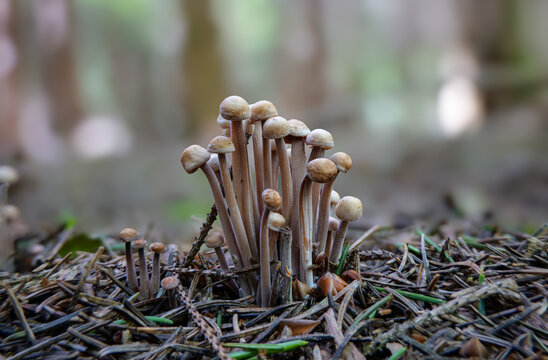 Knopfstieliger B&uuml;schelr&uuml;bling (GYMNOPUS CONFLUENS)