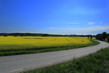 Obraz premium Summer landscape. Blue sky. Rural countryside with a road. Stockholm, Sweden.