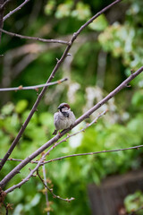 House Sparrow breeding male on a branch