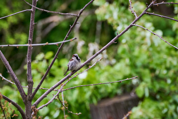 House Sparrow breeding male on a branch