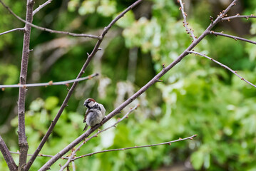 House Sparrow breeding male on a branch