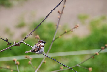 House Sparrow breeding male on a branch