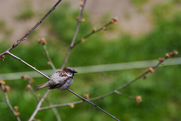 House Sparrow breeding male on a branch