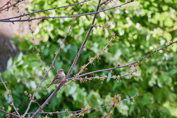 House Sparrow female on a branch with green leaves