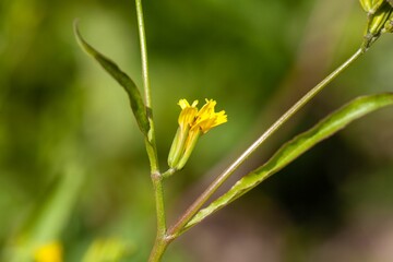 Endive daisy, Rhagadiolus stellatus