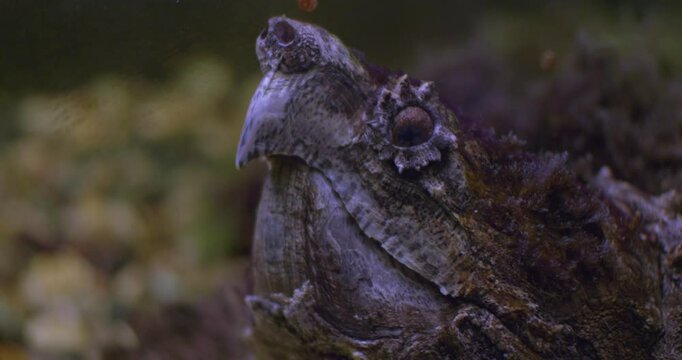 The snapping turtle is indistinguishable from rocks when lying underwater. A large turtle lurks underwater in an aquarium at the zoo. In the aquaterrarium, a huge snapping turtle lies underwater.