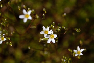Blossoms of the rockfoil Saxifraga trifurcata