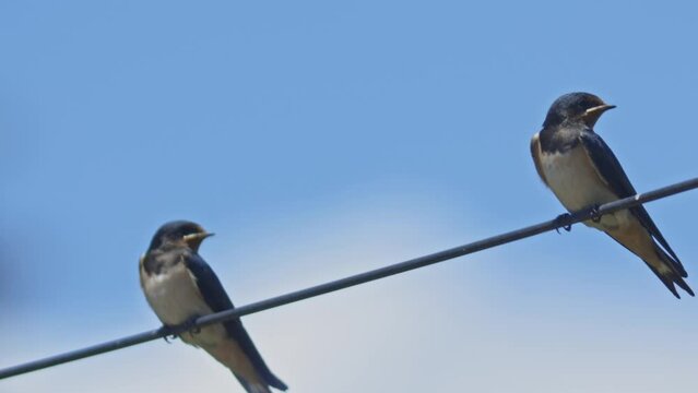 Two birds swallows - are perched on a wire