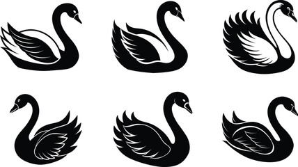 black and white swans vector illustration 