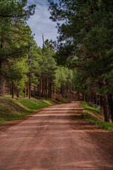 Beautiful New Mexico Forest