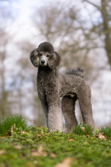 dog in the grass