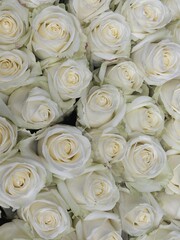 bouquets of white roses in a flower shop