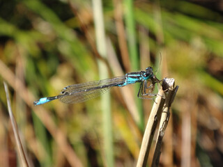 Blue-tailed damselfly (Ischnura elegans), male consuming his prey