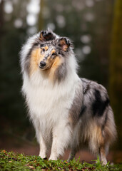 Collie