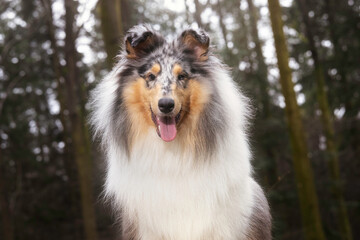 Collie